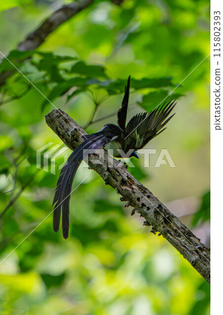 Flying Paradise Flycatcher 115802393