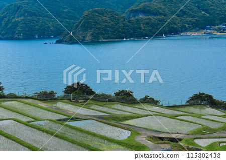 大海和梯田的風景 115802438