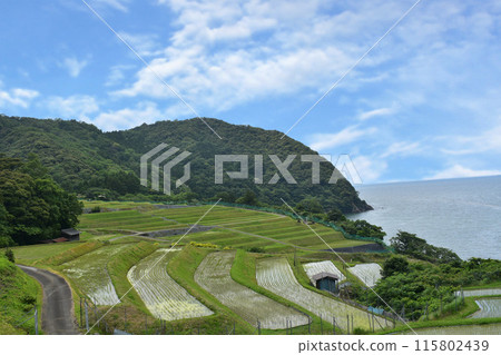 大海和梯田的風景 115802439