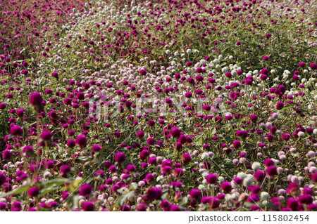 沐浴在初秋陽光的千日猩紅花田 - 6 115802454