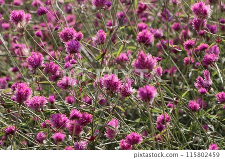 A field of Cinnamon jasmine flowers bathed in the early autumn sunshine - Part 1 A field of Cinnamon jasmine flowers bathed in the early autumn sunshine - Part 1 115802459