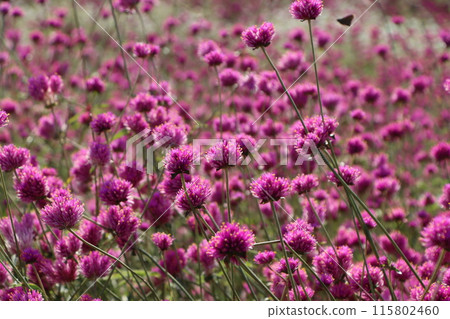 A field of Cinnamon jasmine flowers bathed in the early autumn sunshine 115802460
