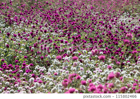 The lovely flower form of Zinnia japonica that spreads all over the place - 5 115802466