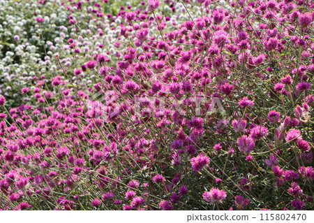 千日紅遍地嬌花 - 1 115802470