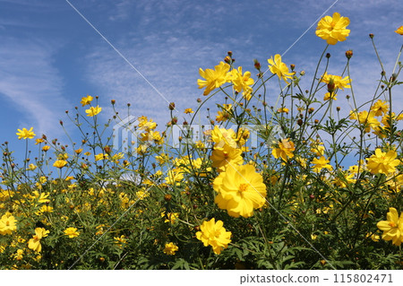 Yellow cosmos fields that look like they're floating in the blue sky - Part 3 115802471