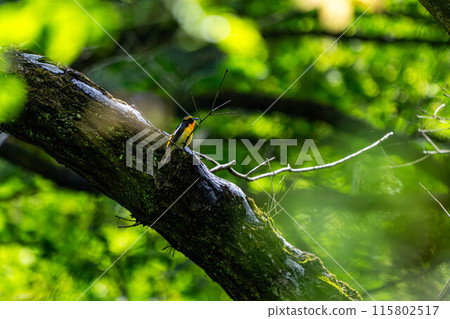 Cute birds Cute birds 115802517