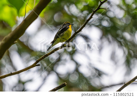 基比塔基 115802521