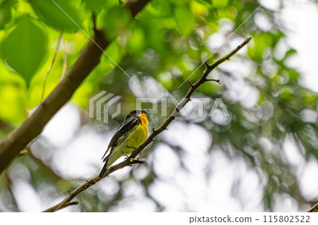 野生水仙捕蠅器 野生水仙捕蠅器 115802522