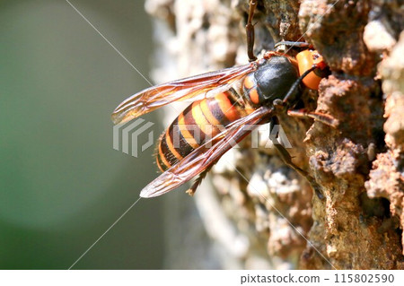 蜂王忙於築巢和撫養孩子 115802590