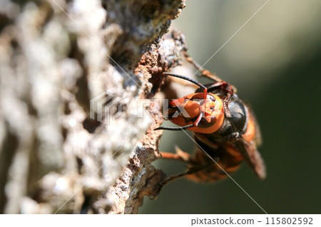 Queen bee busy building a nest and raising children Queen bee busy building a nest and raising children 115802592
