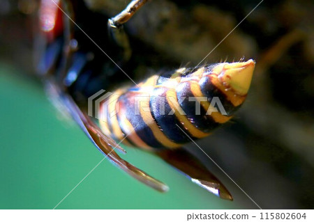 Queen bee busy building a nest and raising children 115802604