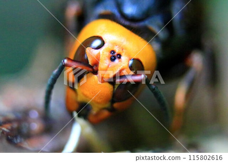 蜂王忙於築巢和撫養孩子 蜂王忙於築巢和撫養孩子 115802616