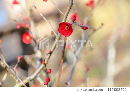 Vivid quince flowers 115802711