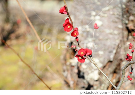 Vivid quince flowers Vivid quince flowers 115802712
