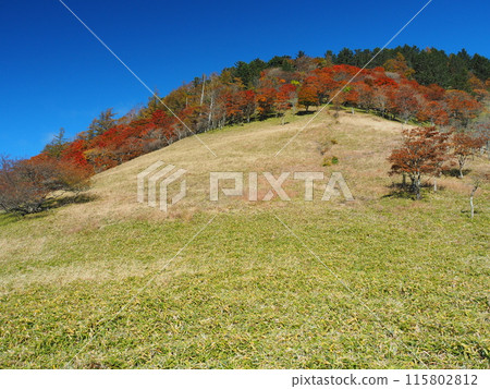 Autumn leaves at Karatoge Pass in Okuchichibu Autumn leaves at Karatoge Pass in Okuchichibu 115802812