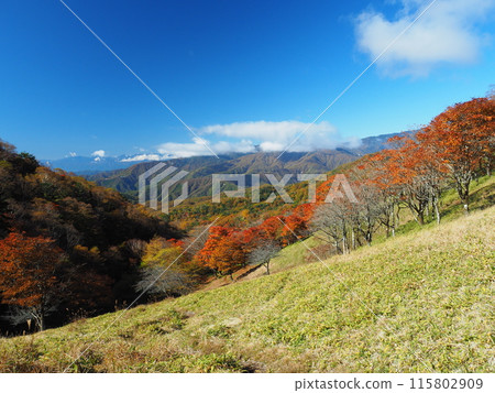 Autumn view from Karatoge Pass in Okuchichibu Autumn view from Karatoge Pass in Okuchichibu 115802909