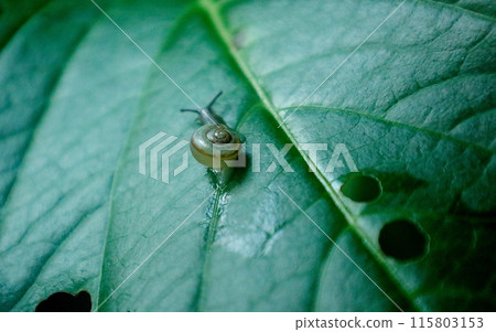 Baby snail on a hydrangea leaf Baby snail on a hydrangea leaf 115803153