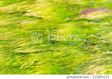 人生的寶庫！但馬高原植物園（兵庫縣三方郡上町村岡區）*照片位置在作品評論區 115803225