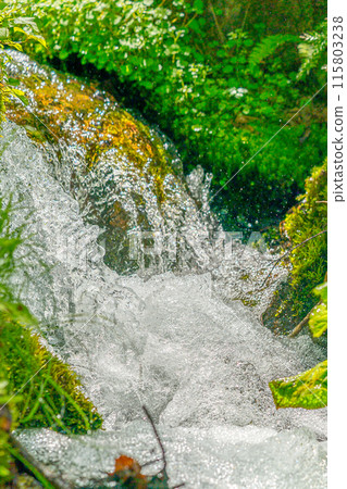 人生的寶庫！但馬高原植物園（兵庫縣三方郡上町村岡區）*照片位置在作品評論區 115803238