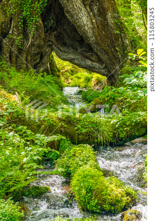 人生的寶庫！但馬高原植物園（兵庫縣三方郡上町村岡區）*照片位置在作品評論區 115803245