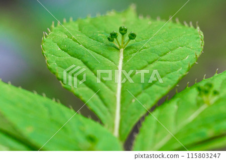 人生的寶庫！但馬高原植物園（兵庫縣三方郡上町村岡區）*照片位置在作品評論區 115803247