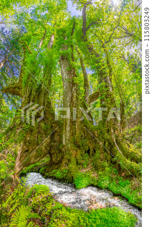 人生的寶庫!但馬高原植物園(兵庫縣三方郡上町村岡區)*照片位置在作品評論區 人生的寶庫!但馬高原植物園(兵庫縣三方郡上町村岡區)*照片位置在作品評論區 115803249