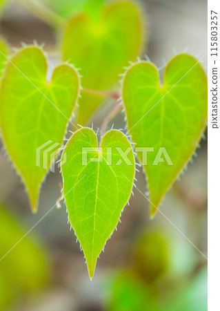 A treasure trove of life! Tajima Plateau Botanical Garden (Muraoka-ku, Kami-cho, Mikata-gun, Hyogo Prefecture) *Please indicate the location of the photo in the comments section. 115803257