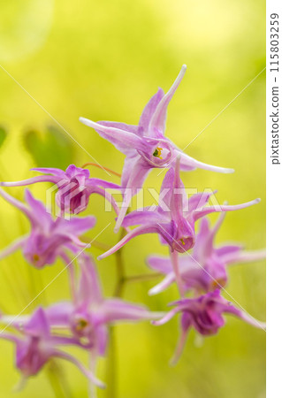人生的寶庫！但馬高原植物園（兵庫縣三方郡上町村岡區）*照片位置在作品評論區 115803259