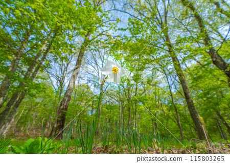 人生的寶庫！但馬高原植物園（兵庫縣三方郡上町村岡區）*照片位置在作品評論區 115803265