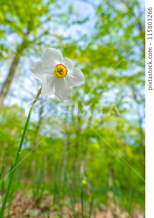人生的寶庫!但馬高原植物園(兵庫縣三方郡上町村岡區)*照片位置在作品評論區 人生的寶庫!但馬高原植物園(兵庫縣三方郡上町村岡區)*照片位置在作品評論區 115803266