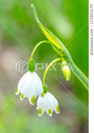 A treasure trove of life! Tajima Plateau Botanical Garden (Muraoka-ku, Kami-cho, Mikata-gun, Hyogo Prefecture) *Please indicate the location of the photo in the comments section. 115803270