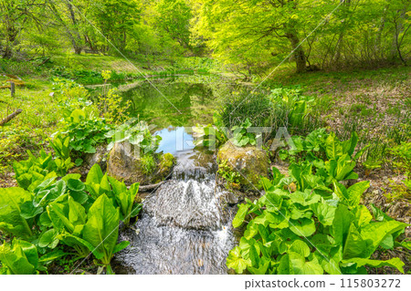 A treasure trove of life! Tajima Plateau Botanical Garden (Muraoka-ku, Kami-cho, Mikata-gun, Hyogo Prefecture) *Please indicate the location of the photo in the comments section. 115803272