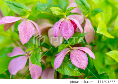 人生的寶庫!但馬高原植物園(兵庫縣三方郡上町村岡區)*照片位置在作品評論區 人生的寶庫!但馬高原植物園(兵庫縣三方郡上町村岡區)*照片位置在作品評論區 115803277