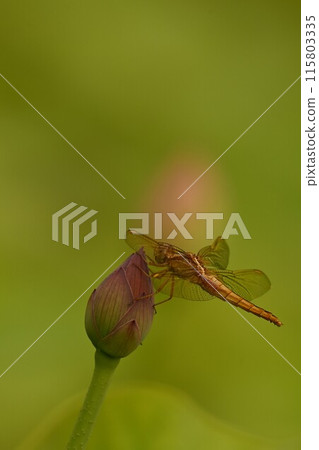 A dragonfly that stops on a lotus bud 115803335