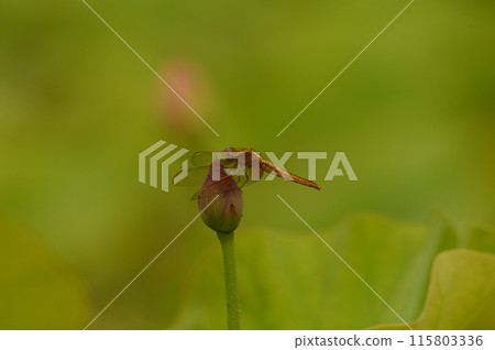 A lotus flower in the background, a lotus bud and a jj book 115803336