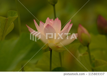 pink lotus flower pink lotus flower 115803337