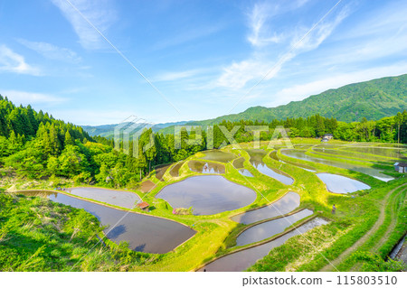 One of Japan's 100 Best Rice Terraces, Uheyama Rice Terraces (Ojiro-ku, Kami-cho, Mikata-gun, Hyogo Prefecture) *Please indicate the location of the photo in the comments section. 115803510