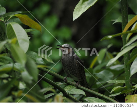 A brown-eared bulbul singing powerfully upwards on a branch 115803534
