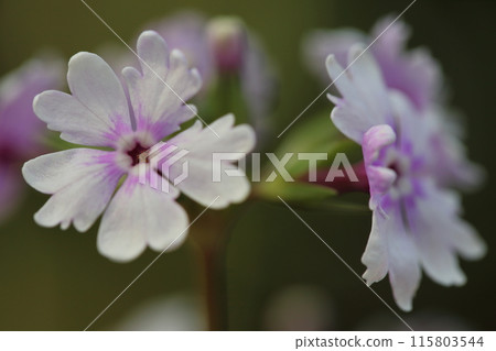 花子/日本報春花 花子/日本報春花 115803544