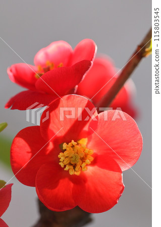 紅安田錦花 紅安田錦花 115803545