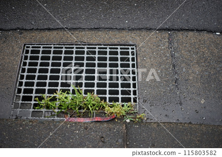 排水溝和縫隙中的雜草 排水溝和縫隙中的雜草 115803582