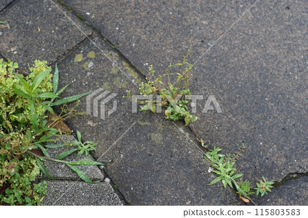 植物在混凝土裂縫中生長 植物在混凝土裂縫中生長 115803583
