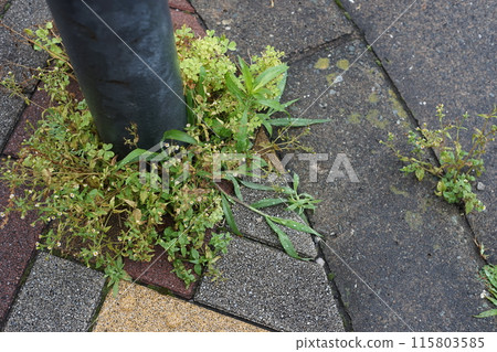 植物在混凝土裂縫中生長 植物在混凝土裂縫中生長 115803585