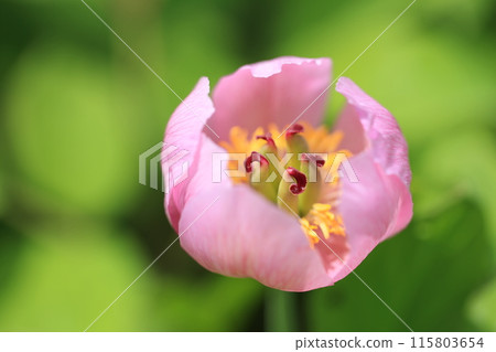 Red mountain peony Red mountain peony 115803654