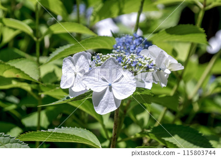 Hydrangea japonica, commonly seen in mountain streams, 115803744