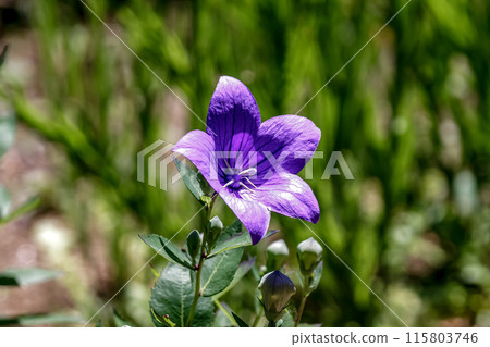 Bellflowers bloom in sunny areas of the mountains and fields. Bellflowers bloom in sunny areas of the mountains and fields. 115803746