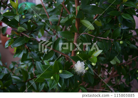 White turquoise flowers 115803885