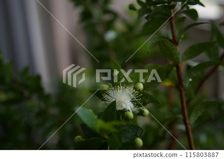 白色的綠松石花 白色的綠松石花 115803887