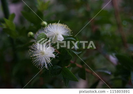 White turquoise flowers 115803891