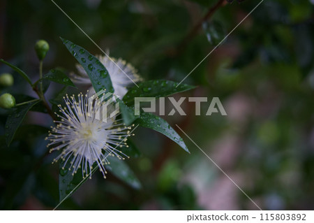 White turquoise flowers White turquoise flowers 115803892